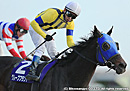 2013�ե��֥�꡼�� ���졼�ץ֥��ǡ�